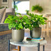 Swiss Cheese Vine Pair - Greensouq - 