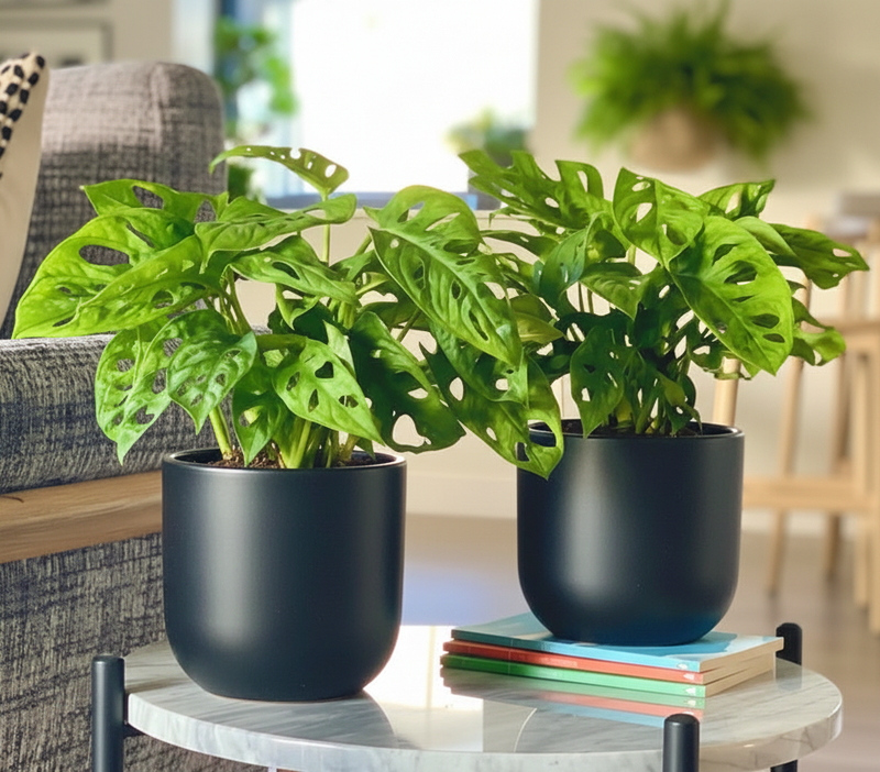Swiss Cheese Vine Pair / Monstera Adansonii - Greensouq -