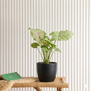 Syngonium Milk Confetti (30-40cm) | Dubai's Vibrant Arrowhead Plant! - Greensouq -