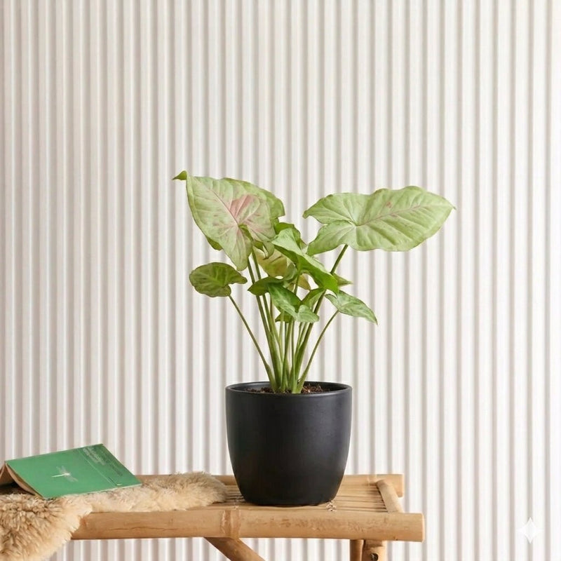 Syngonium Milk Confetti (30-40cm) | Dubai's Vibrant Arrowhead Plant! - Greensouq -