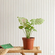 Syngonium Milk Confetti (30-40cm) | Dubai's Vibrant Arrowhead Plant! - Greensouq -