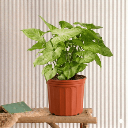 Syngonium podophyllum - Arrow Head Plant (25 - 30cm) | UAE Top Plants! - Greensouq - 