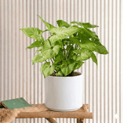 Syngonium podophyllum - Arrow Head Plant (25 - 30cm) | UAE Top Plants! - Greensouq - 