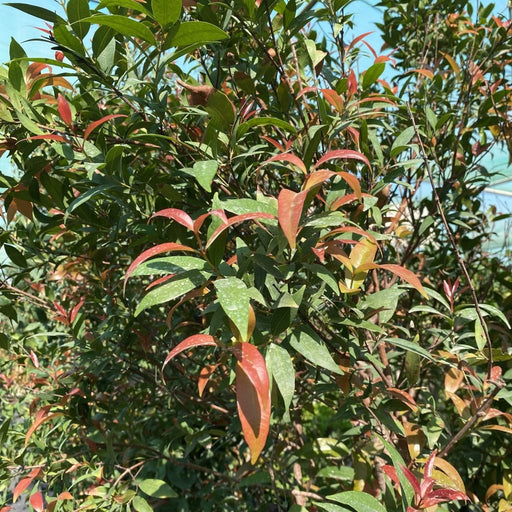 Syzygium Australe Christina - Greensouq - 