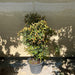 Syzygium Australe Christina - Greensouq - 