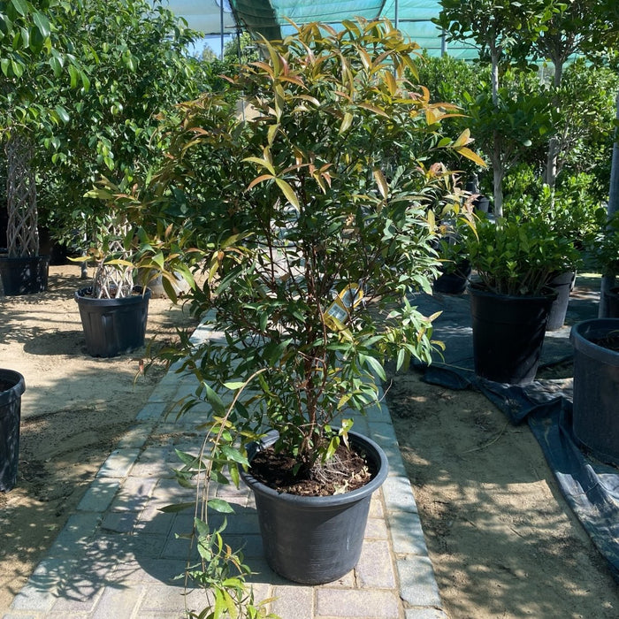 Syzygium Australe Christina - Greensouq - 