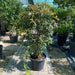 Syzygium Australe Christina - Greensouq - 