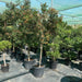 Syzygium Australe Christina - Greensouq - 