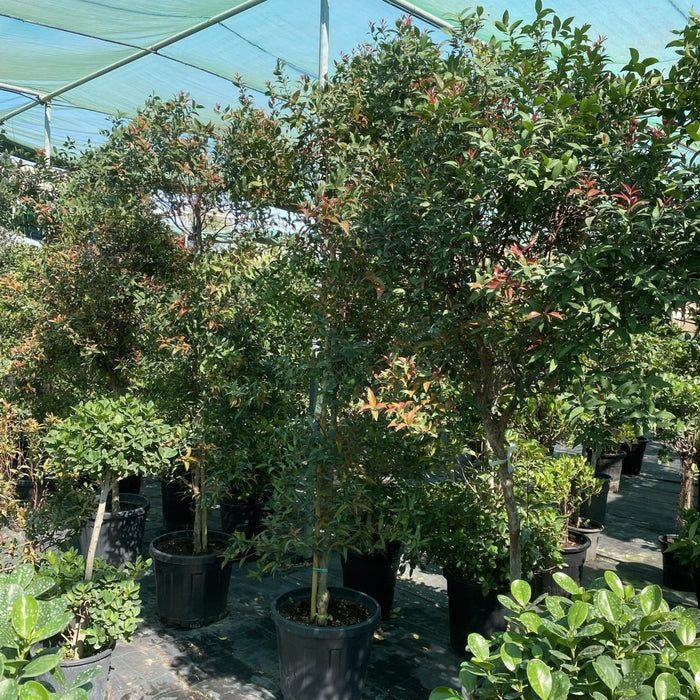 Syzygium Australe Christina - Greensouq - 