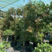 Syzygium Australe Christina - Greensouq - 