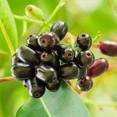 Syzygium Cumini Tree, black - plum "jamun - jambolan" شجرة جامون - Greensouq - 