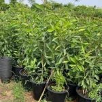 Syzygium Cumini Tree, black - plum "jamun - jambolan" شجرة جامون - Greensouq - 