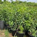 Syzygium Cumini Tree, black - plum "jamun - jambolan" شجرة جامون - Greensouq - 