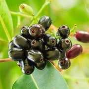 Syzygium Cumini Tree, Black Plum Tree "jamun - jambolan" شجرة جامون - Greensouq -