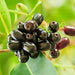 Syzygium Cumini Tree, black - plum "jamun - jambolan" شجرة جامون - Greensouq - 