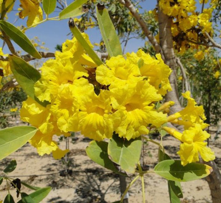 Tabebuia Argentea or Golden Bell Tree - Greensouq - 