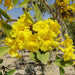 Tabebuia Argentea or Golden Bell Tree - Greensouq - 