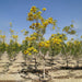 Tabebuia Argentea or Golden Bell Tree - Greensouq - 