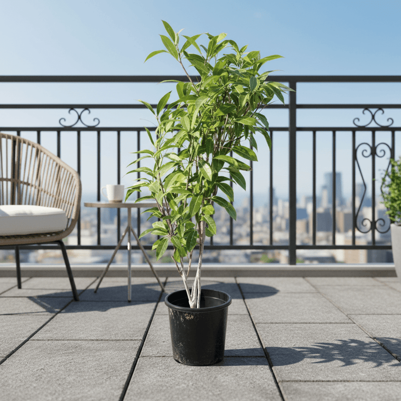 Tabebuia Argentea or Golden Bell Tree - Greensouq - 