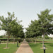 Tabebuia Pentaphylla "Trumpet Tree or Pink Poui" - Greensouq - 