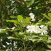 Tabebuia Pentaphylla "Trumpet Tree or Pink Poui" - Greensouq - 