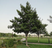 Tabebuia Pentaphylla "Trumpet Tree or Pink Poui" - Greensouq - 