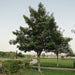 Tabebuia Pentaphylla "Trumpet Tree or Pink Poui" - Greensouq - 
