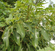 Tabebuia Pentaphylla "Trumpet Tree or Pink Poui" - Greensouq - 