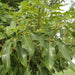 Tabebuia Pentaphylla "Trumpet Tree or Pink Poui" - Greensouq - 