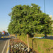 Tabebuia Rosea "Rosy Trumpet Tree" - Greensouq - 