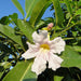 Tabebuia Rosea "Rosy Trumpet Tree" - Greensouq - 