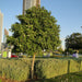 Tabebuia Rosea "Rosy Trumpet Tree" - Greensouq - 