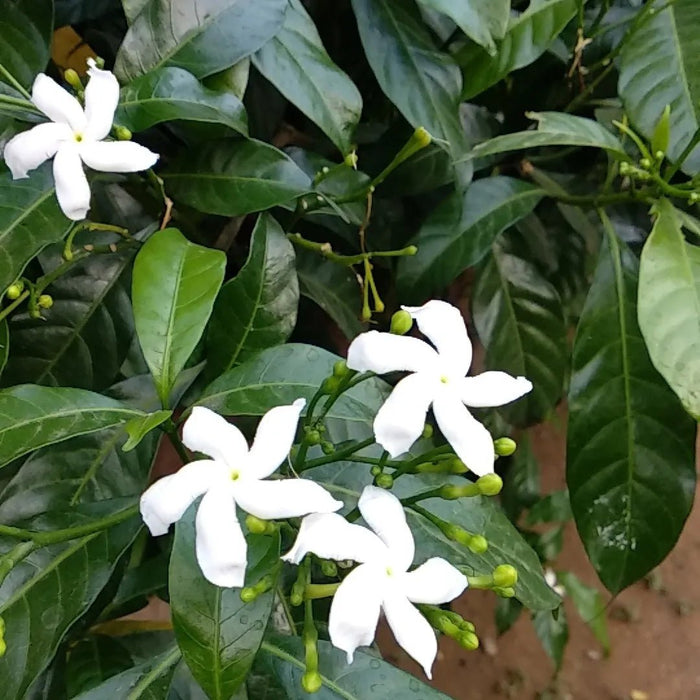 Tabernaemontana Chinensis | Crepe Jasmine - Greensouq - 
