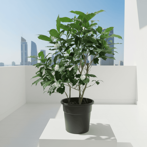 Tabernaemontana Chinensis | Crepe Jasmine - Greensouq - 