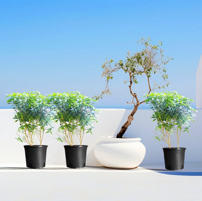 Tabernaemontana Chinensis | Crepe Jasmine - Greensouq - 