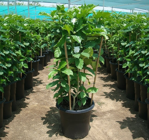 Tabernaemontana Divaricata, crape jasmine - Greensouq - 