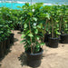 Tabernaemontana Divaricata, crape jasmine - Greensouq - 
