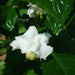 Tabernaemontana Divaricata, crape jasmine - Greensouq - 
