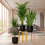 Tall Plants Bundle (Snake Plant60-80cm, Areca Palm Holland 100-120cm, Dracaena Marginata 100-120cm) in White Ceramic Pot - Greensouq - indoor