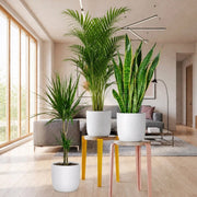 Tall Plants Bundle (Snake Plant60-80cm, Areca Palm Holland 100-120cm, Dracaena Marginata 100-120cm) in White Ceramic Pot - Greensouq - indoor