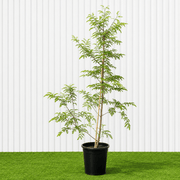 Tamarind Tree - Tamarindus Indica شجرة التمر الهندي | Dubai Top Plants Collection! - Greensouq -