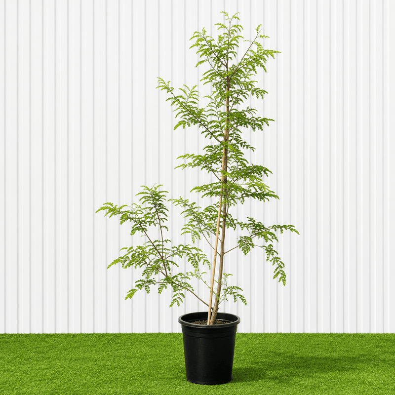 Tamarind Tree - Tamarindus Indica شجرة التمر الهندي | Dubai Top Plants Collection! - Greensouq -