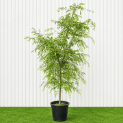 Tamarind Tree - Tamarindus Indica شجرة التمر الهندي | Dubai Top Plants Collection! - Greensouq -