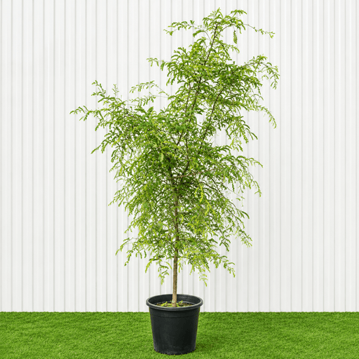 Tamarind Tree - Tamarindus Indica شجرة التمر الهندي | Dubai Top Plants Collection! - Greensouq -