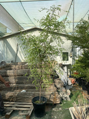 Tamarind Tree - Tamarindus Indica شجرة التمر الهندي | Dubai Top Plants Collection! - Greensouq -