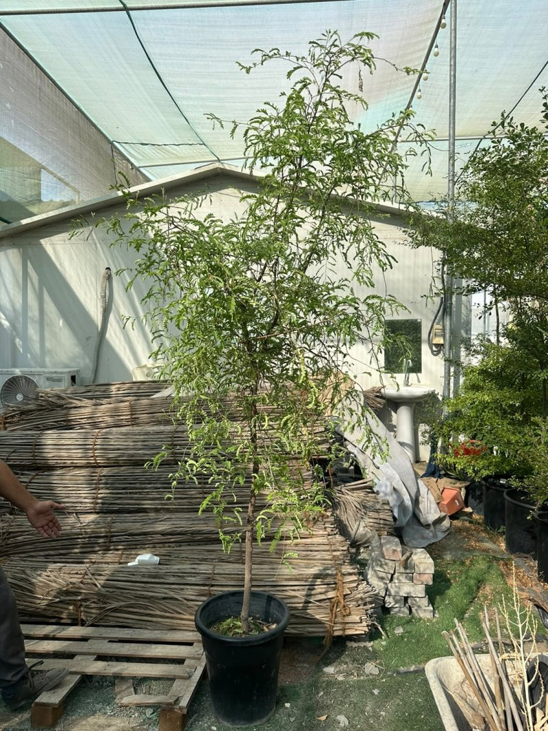 Tamarind Tree - Tamarindus Indica شجرة التمر الهندي | Dubai Top Plants Collection! - Greensouq -