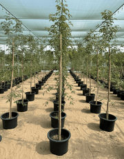 Tamarindus Indica or Tamarind Tree شجرة التمر الهندي - Greensouq - 