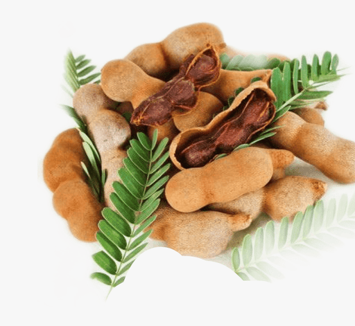 Tamarindus Indica or Tamarind Tree شجرة التمر الهندي - Greensouq - 