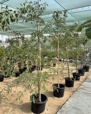 Tamarindus Indica or Tamarind Tree شجرة التمر الهندي - Greensouq - 
