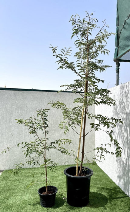 Tamarindus Indica or Tamarind Tree شجرة التمر الهندي - Greensouq - 